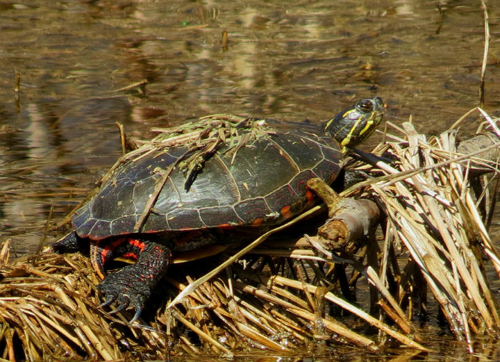 Midland Painted Turtle